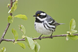 Image. Black-throated Grey Warbler