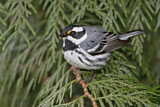 Image. Black-throated Grey Warbler
