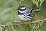 Image. Black-throated Grey Warbler