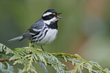 Image. Black-throated Grey Warbler