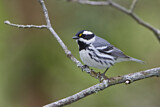 Image. Black-throated Grey Warbler