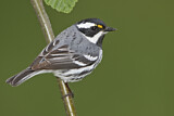 Image. Black-throated Grey Warbler