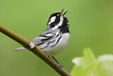 Image. Black-throated Grey Warbler