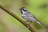 Image. Black-throated Grey Warbler