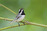 Image. Black-throated Grey Warbler