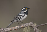 Image. Black-throated Grey Warbler
