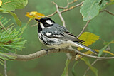Image. Black-throated Grey Warbler