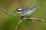 Image. Black-throated Grey Warbler