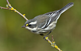 Image. Black-throated Grey Warbler