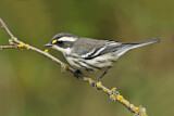 Image. Black-throated Grey Warbler
