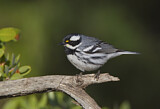 Image. Black-throated Grey Warbler