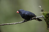 Image. Black-throated Grosbeak