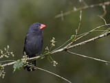Image. Black-throated Grosbeak