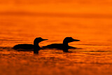 Image. Black-throated Loon & Great Northern Loon