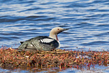 Image. Black-throated Loon