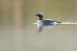 Image. Black-throated Loon