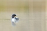 Image. Black-throated Loon