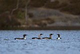 Image. Black-throated Loon