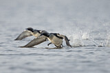 Image. Black-throated Loon