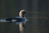 Image. Black-throated Loon