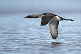 Image. Black-throated Loon