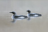 Image. Black-throated Loon