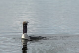 Image. Black-throated Loon