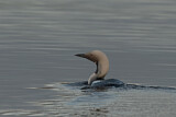Image. Black-throated Loon