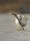 Image. Black-throated Loon
