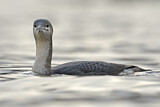 Image. Black-throated Loon