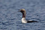 Image. Black-throated Loon