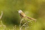 Image. Black-throated Prinia