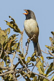 Image. Black-throated Saltator
