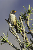 Image. Black-throated Saltator