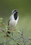 Image. Black-throated Sparrow