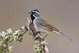 Image. Black-throated Sparrow