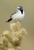 Image. Black-throated Sparrow