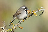 Image. Black-throated Sparrow