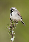 Image. Black-throated Sparrow