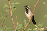 Image. Black-throated Sparrow