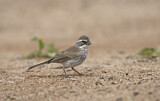 Image. Black-throated Sparrow