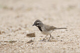 Image. Black-throated Sparrow
