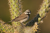 Image. Black-throated Sparrow