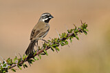 Image. Black-throated Sparrow