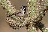 Image. Black-throated Sparrow