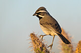 Image. Black-throated Sparrow