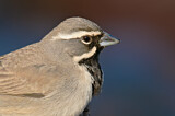 Image. Black-throated Sparrow