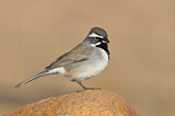 Image. Black-throated Sparrow