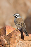 Image. Black-throated Sparrow