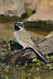 Image. Black-throated Sparrow